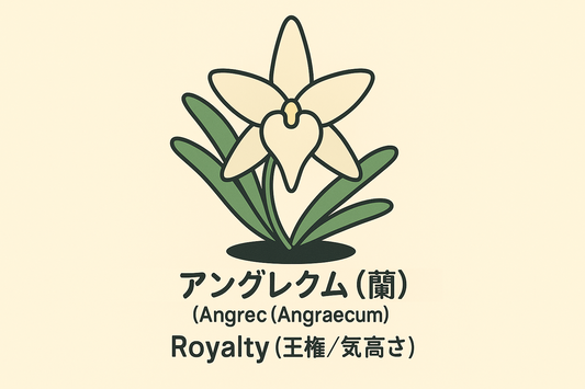 【アングレクム】の花言葉は「王権」｜気高き蘭の由来