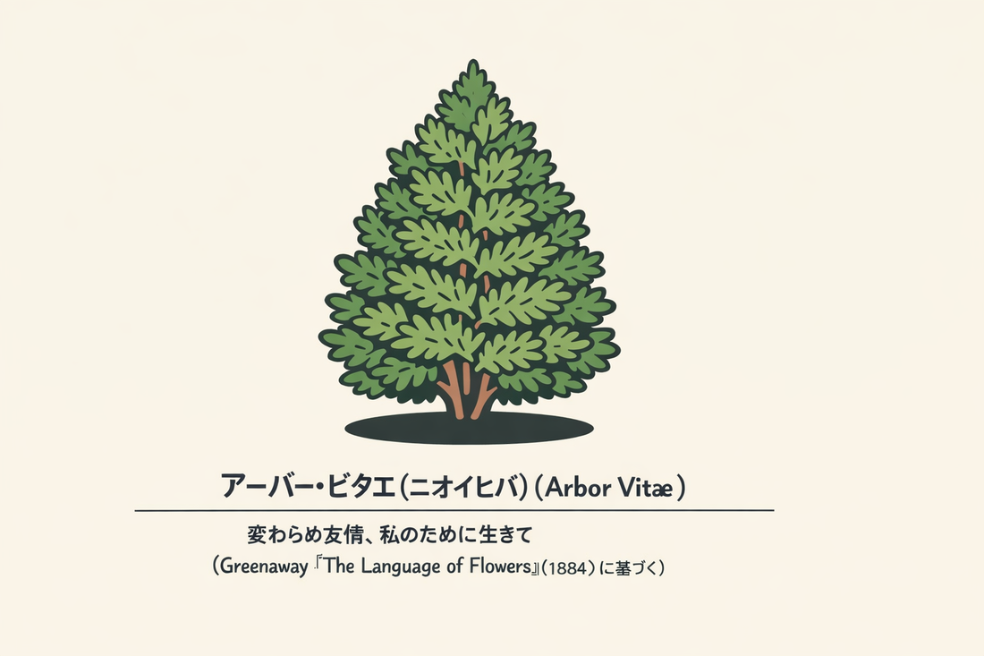 【アーバー・ビタエ】の花言葉は「変わらぬ友情・私のために生きて」｜意味の背景
