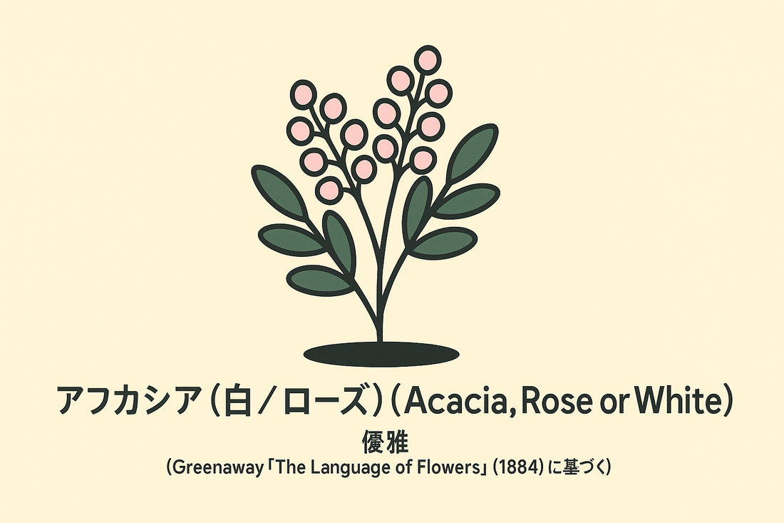 【アカシア（白・ローズ）】の花言葉は「優雅」｜1884年の記録を解説