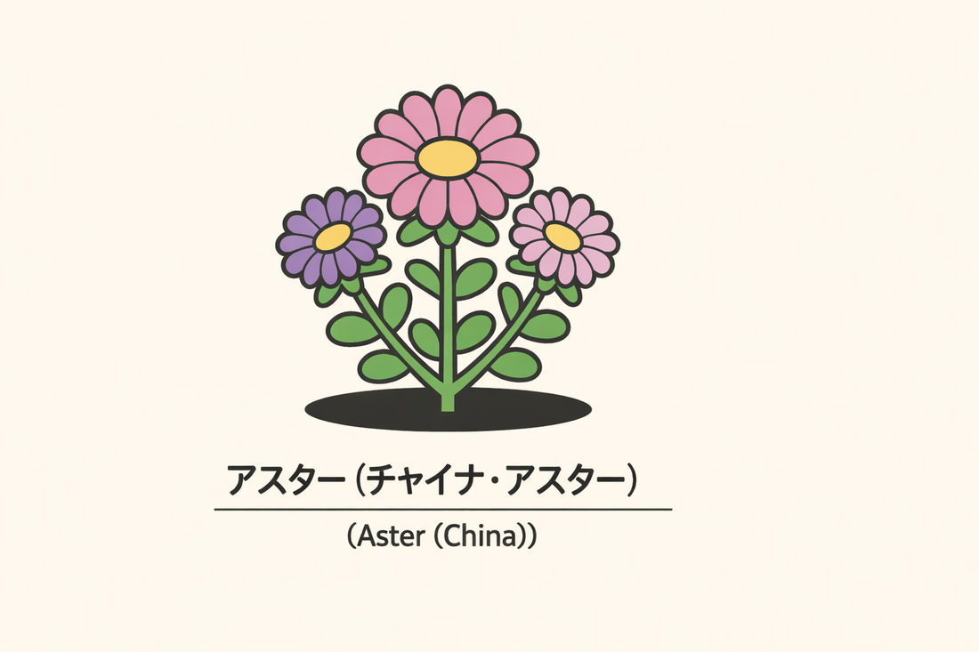 【アスター】の花言葉は「多様性・思い直し」｜込められた意味を解説