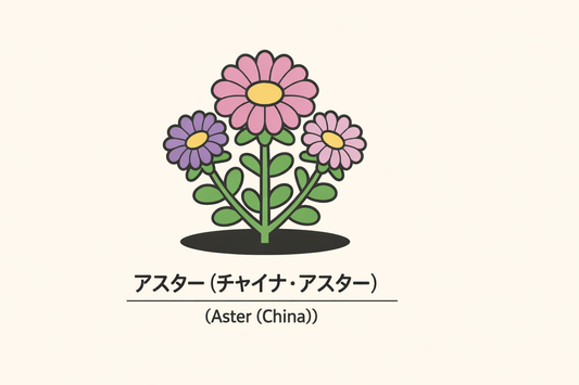 【アスター】の花言葉は「多様性・思い直し」｜込められた意味を解説