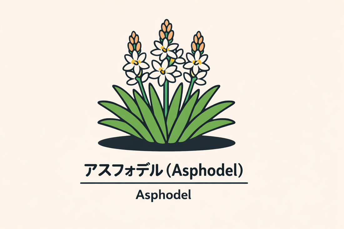 【アスフォデル】の花言葉は「墓まで続く悔恨」｜文献記録の背景