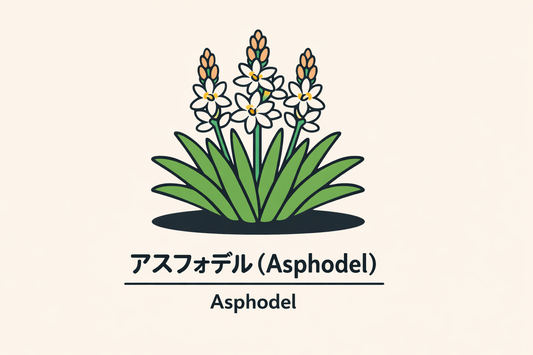 【アスフォデル】の花言葉は「墓まで続く悔恨」｜文献記録の背景