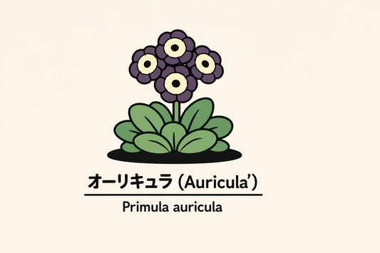【オーリキュラ】の花言葉は「絵画」｜1884年資料の記録と由来
