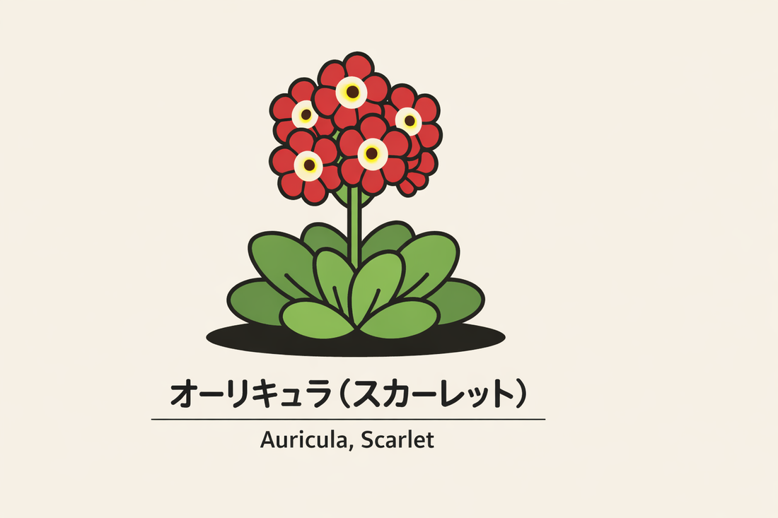【オーリキュラ（スカーレット）】の花言葉は「強欲」｜資料上の意味