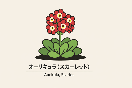 【オーリキュラ（スカーレット）】の花言葉は「強欲」｜資料上の意味