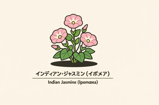【インディアン・ジャスミン】の花言葉は「愛着」｜記録と意味の背景