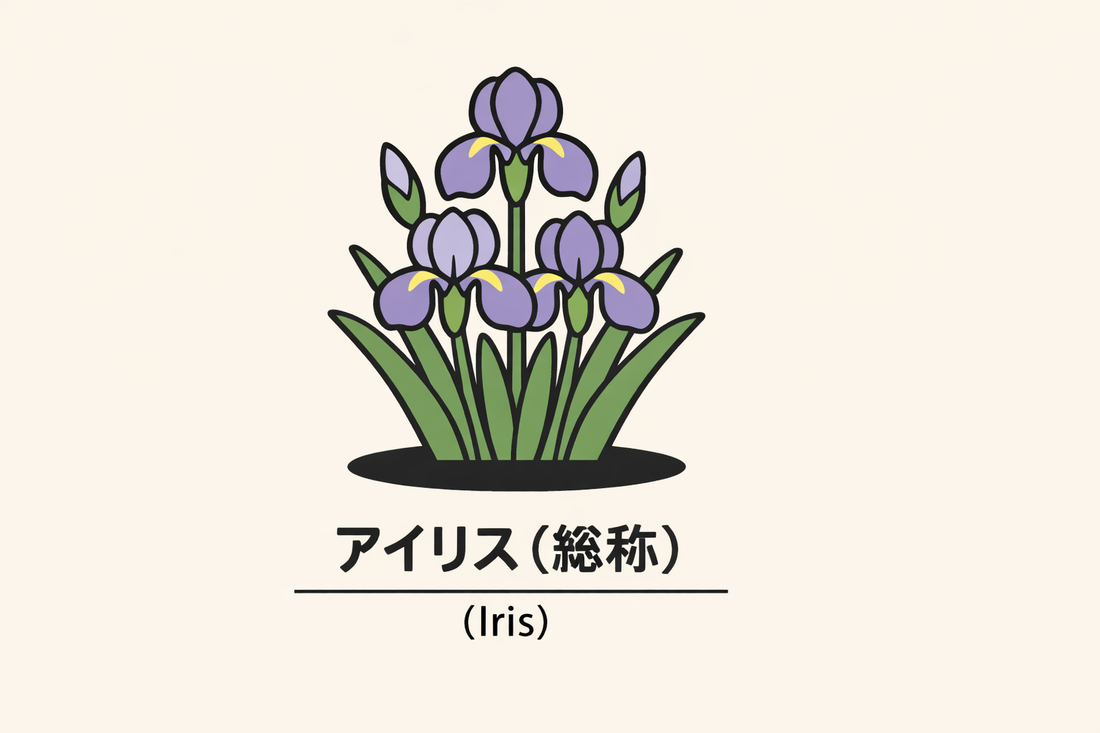 【アイリス】の花言葉は「伝言」｜1884年の文献に残る意味