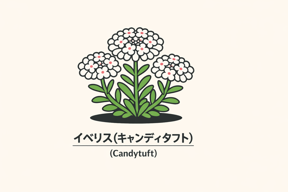 【イベリス】の花言葉は「無関心」｜1884年資料に記された意味