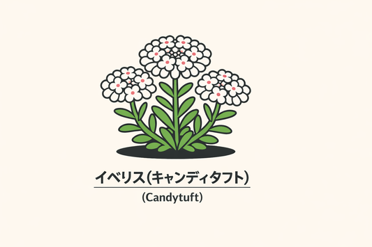 【イベリス】の花言葉は「無関心」｜1884年資料に記された意味