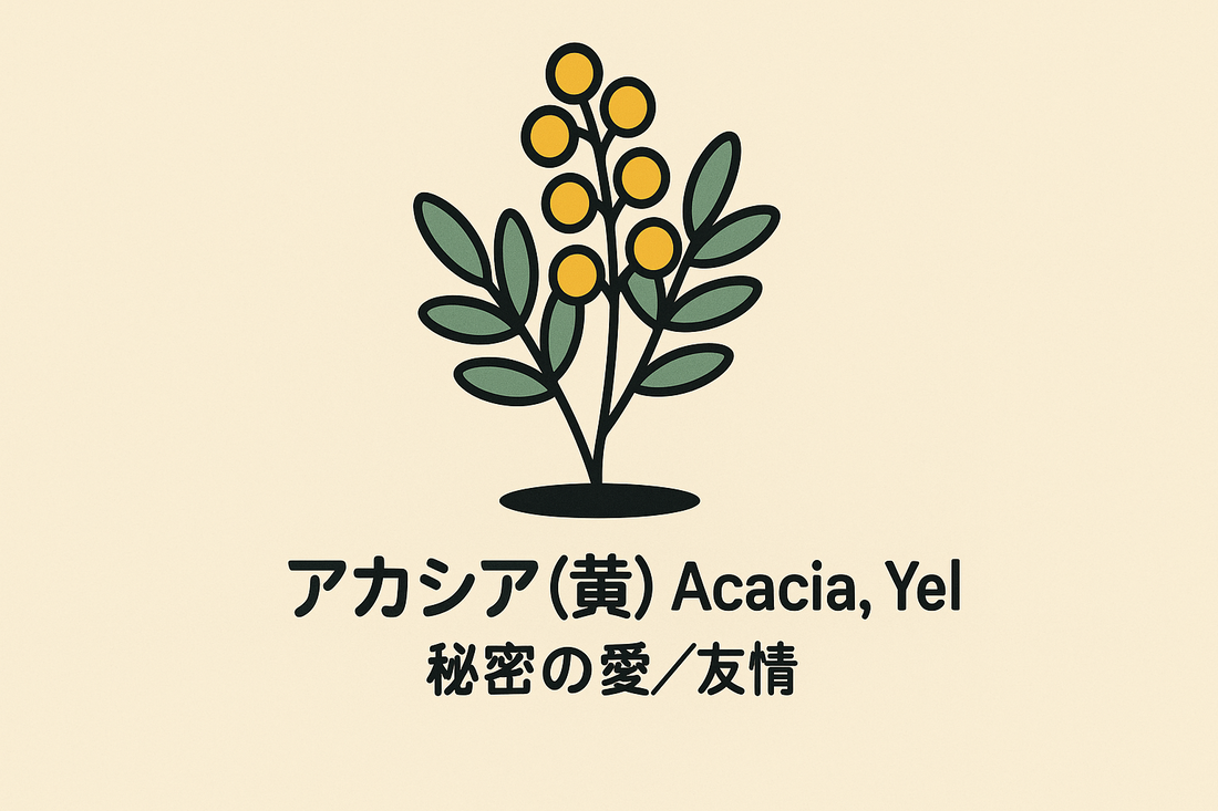 【アカシア（黄）】の花言葉は「秘密の愛」｜一次資料が示す背景