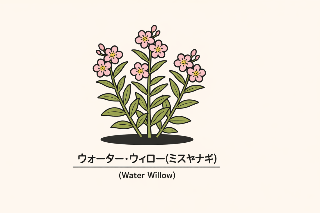 【ウォーター・ウィロー】の花言葉は「自由」｜文献に残る象徴の意味