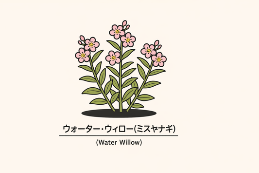 【ウォーター・ウィロー】の花言葉は「自由」｜文献に残る象徴の意味