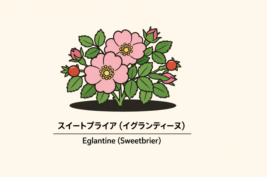 【スイートブライア】の花言葉は「癒やすために傷つける」｜意味の由来