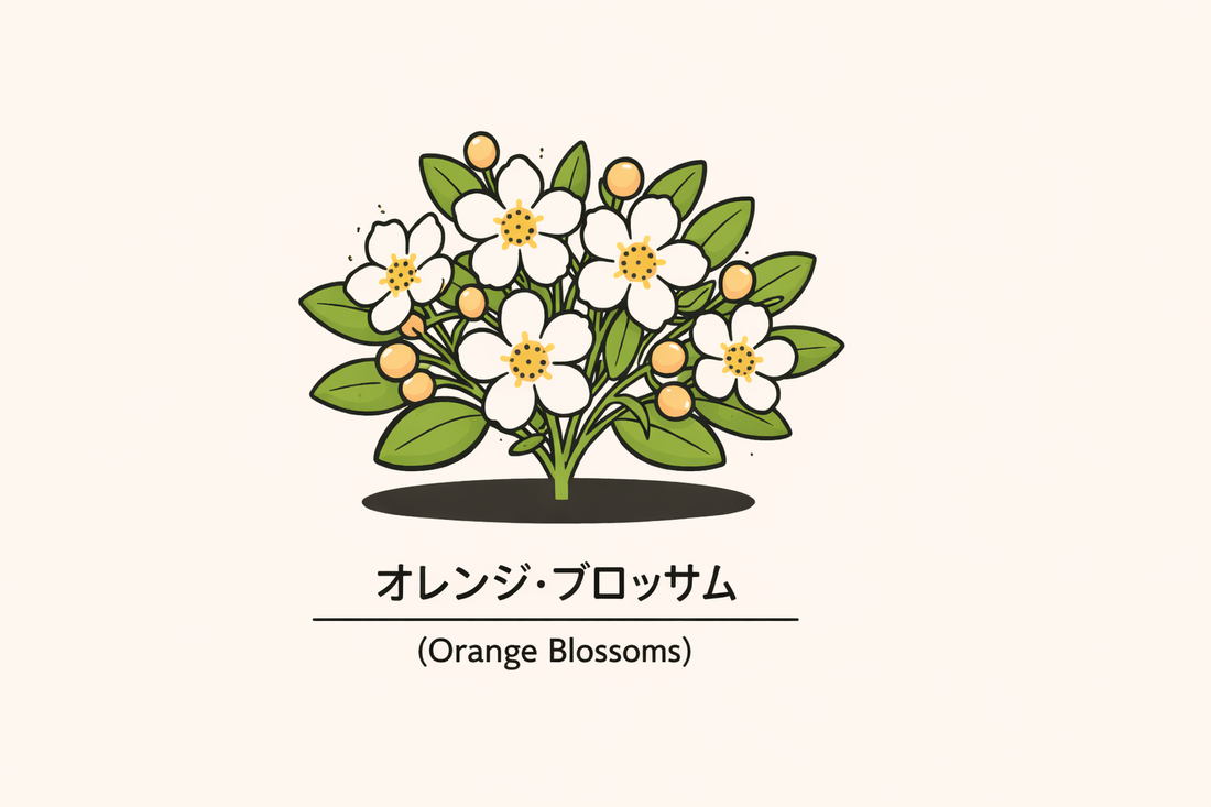 【オレンジ・ブロッサム】の花言葉は「純潔は美に等しい」｜象徴の意味
