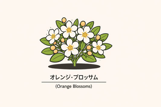 【オレンジ・ブロッサム】の花言葉は「純潔は美に等しい」｜象徴の意味