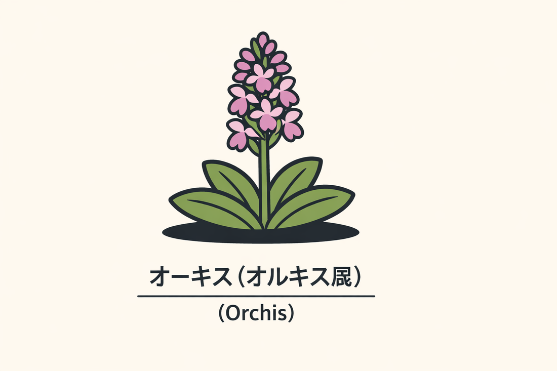 【オーキス】の花言葉は「佳人」｜1884年の記録と由来