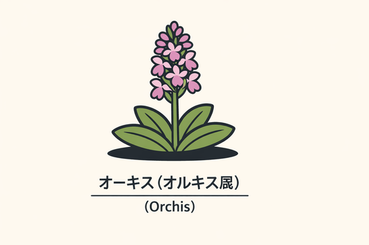 【オーキス】の花言葉は「佳人」｜1884年の記録と由来