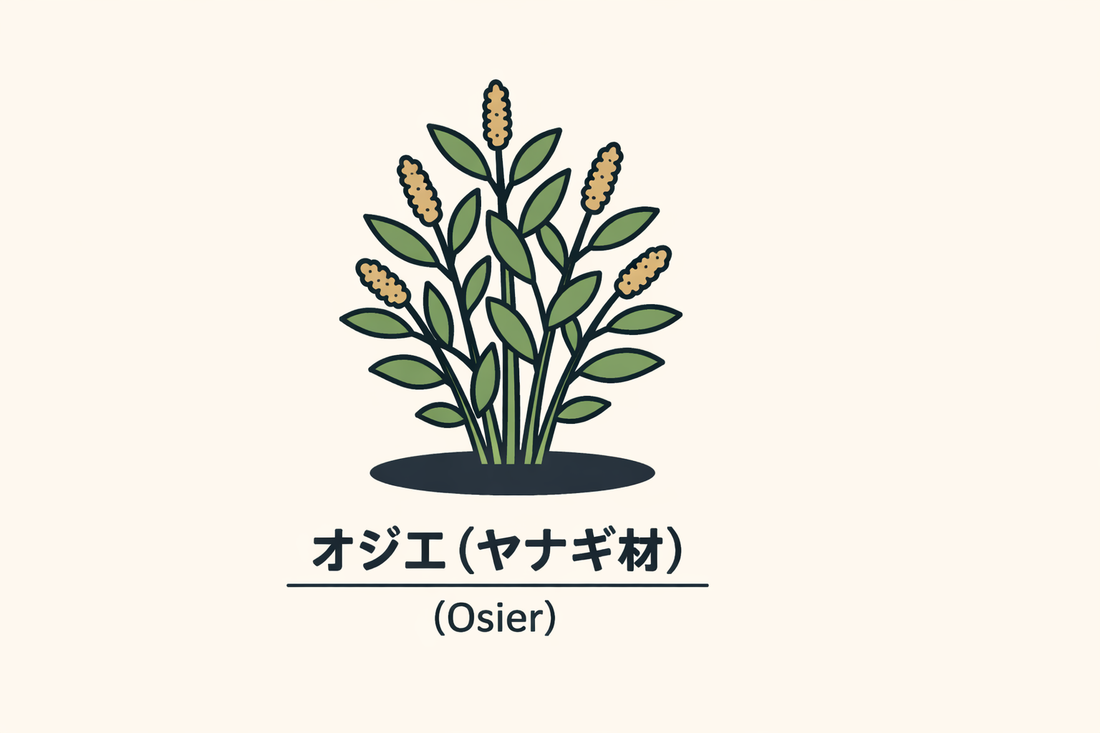 【オジエ】の花言葉は「率直」｜1884年Greenawayの記録