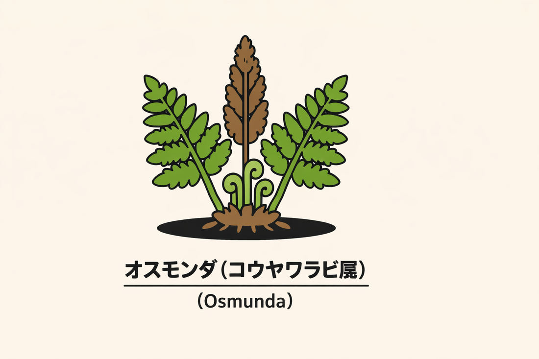 【オスモンダ】の花言葉は「夢」｜1884年の文献に記された象徴