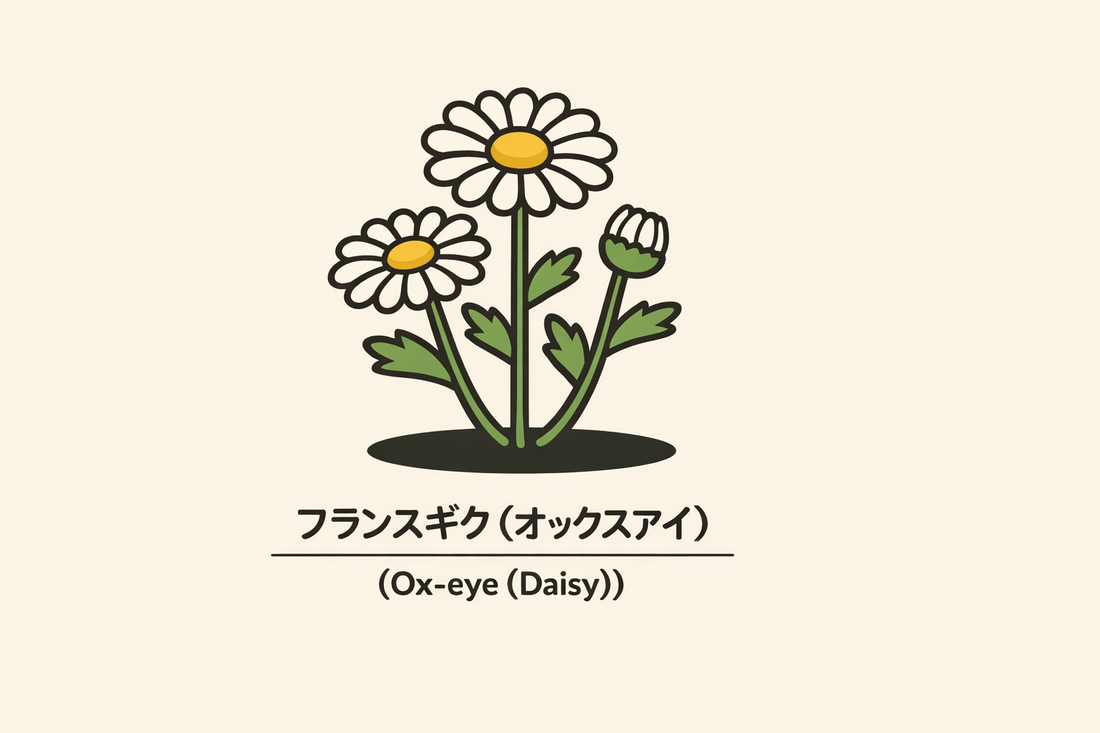 【フランスギク】の花言葉は「忍耐」｜1884年の一次資料の記録