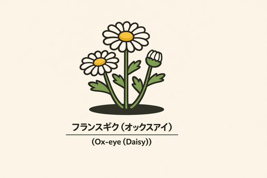 【フランスギク】の花言葉は「忍耐」｜1884年の一次資料の記録