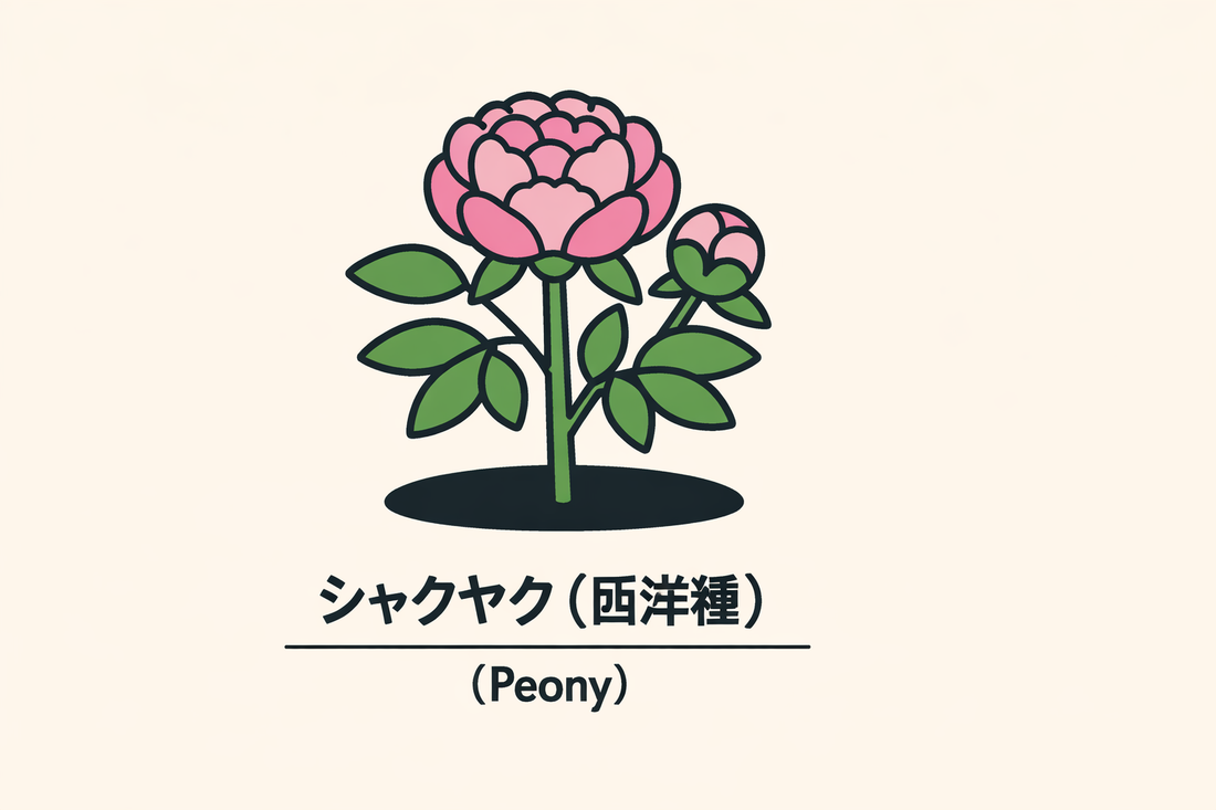 【シャクヤク（西洋種）】の花言葉は「恥じらい・はにかみ」｜意味の背景