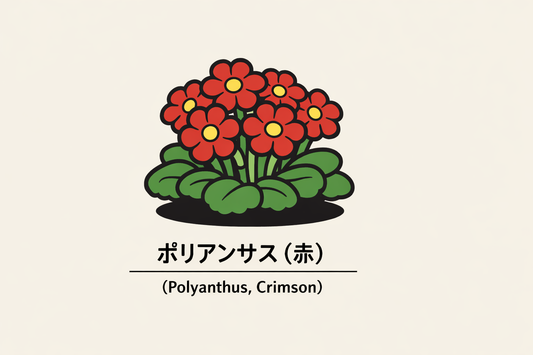 【赤いポリアンサス】の花言葉は「胸の奥の秘め事」｜意味と背景