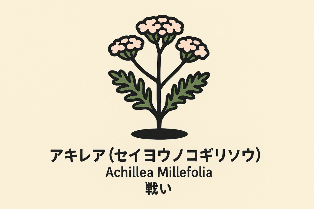 【アキレア】の花言葉は「戦い」｜1884年の一次資料に残る意味