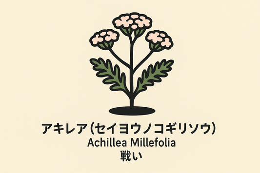 【アキレア】の花言葉は「戦い」｜1884年の一次資料に残る意味