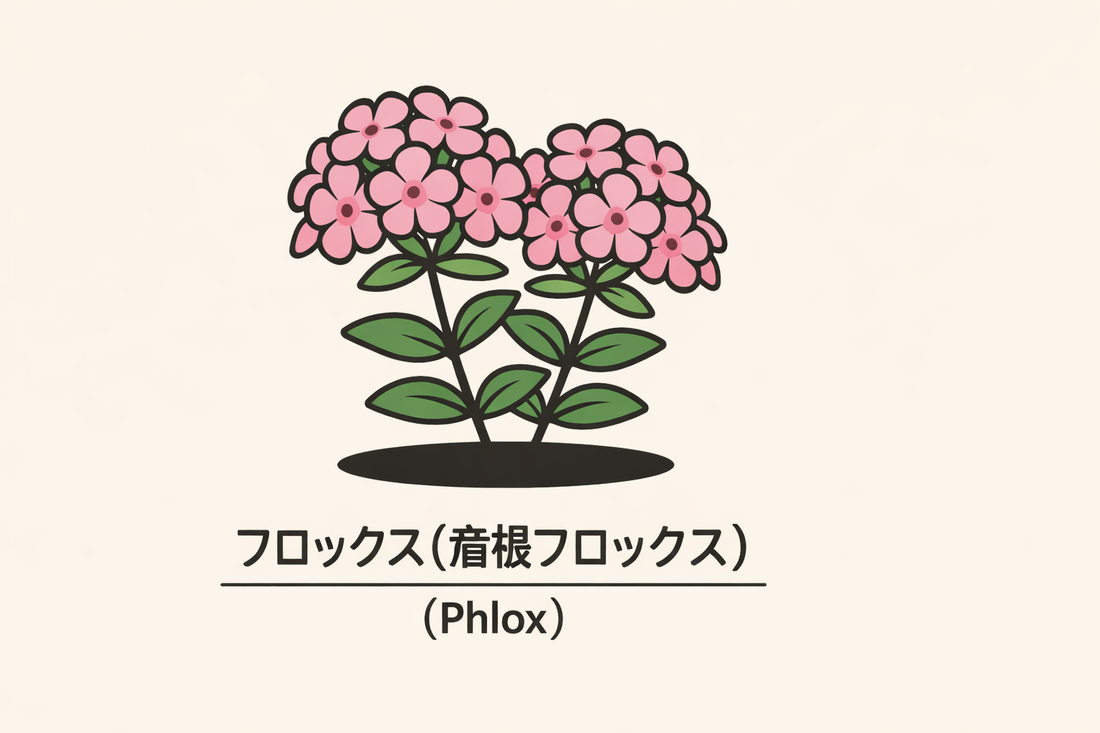 【フロックス】の花言葉は「満場一致」｜1884年の記録から読む意味
