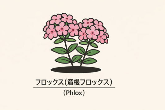 【フロックス】の花言葉は「満場一致」｜1884年の記録から読む意味