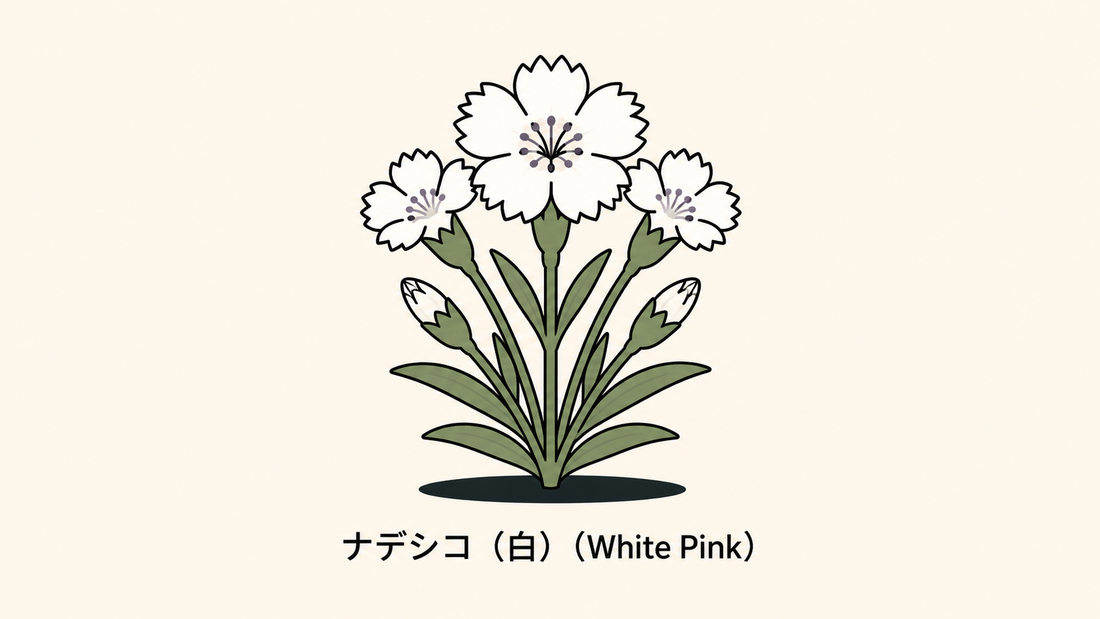【ナデシコ（白）】の花言葉は「才気」｜意味と文献上の範囲
