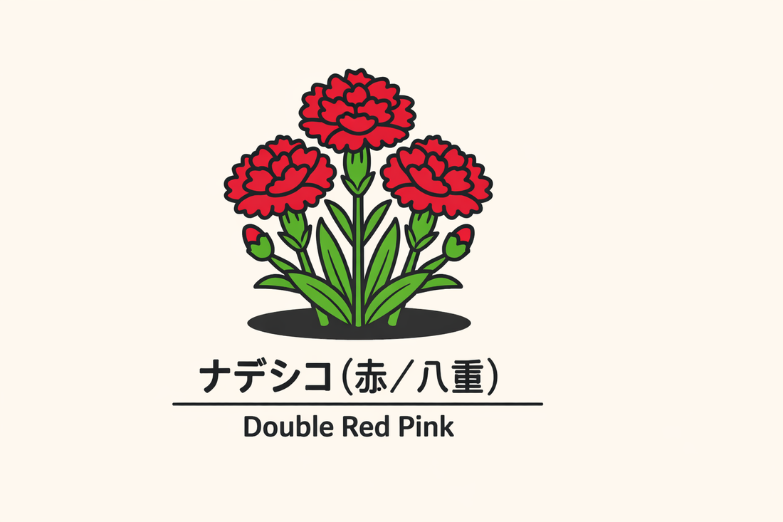 【ナデシコ（赤・八重）】の花言葉は「純粋で燃える愛」｜意味の由来