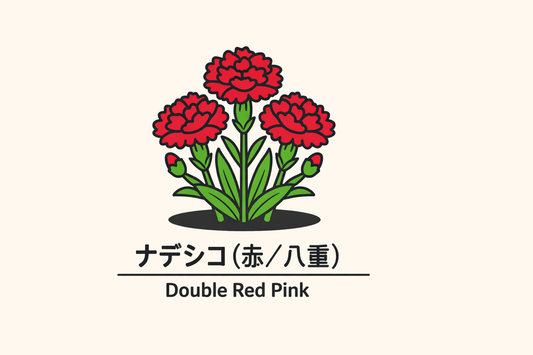 【ナデシコ（赤・八重）】の花言葉は「純粋で燃える愛」｜意味の由来