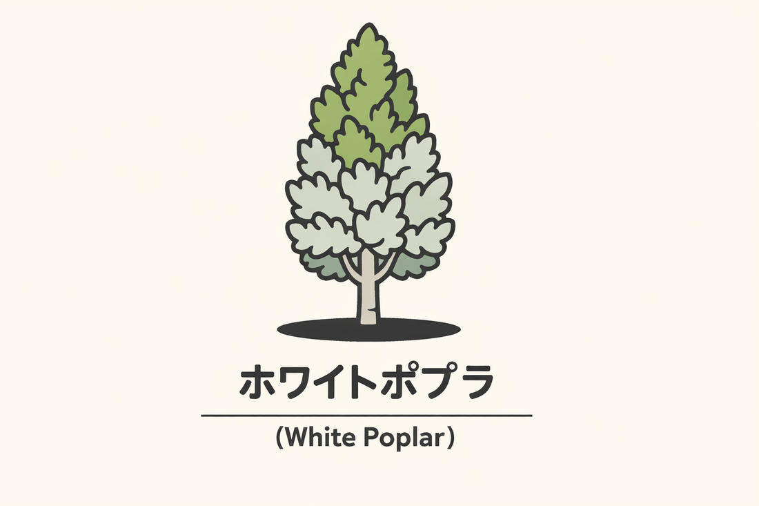 【ホワイトポプラ】の花言葉は「時」｜文献に残る象徴の意味