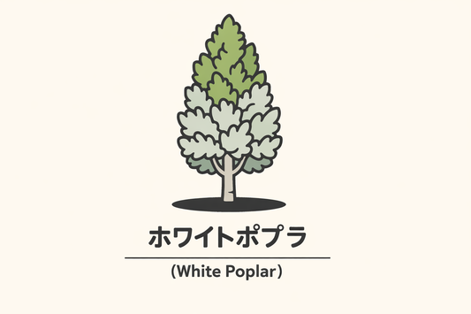 【ホワイトポプラ】の花言葉は「時」｜文献に残る象徴の意味