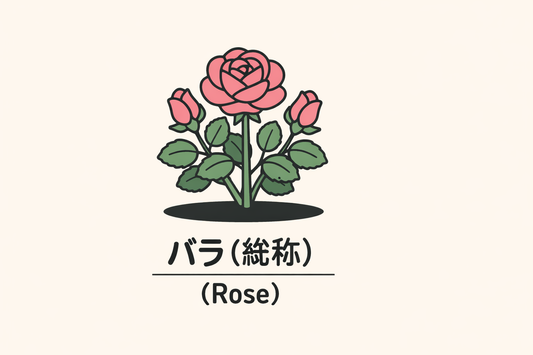 【バラ】の花言葉は「愛」｜1884年の文献に残る象徴と歴史