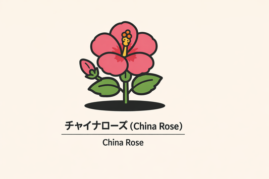 【チャイナローズ】の花言葉は「常に新しい美」｜記された由来と意味