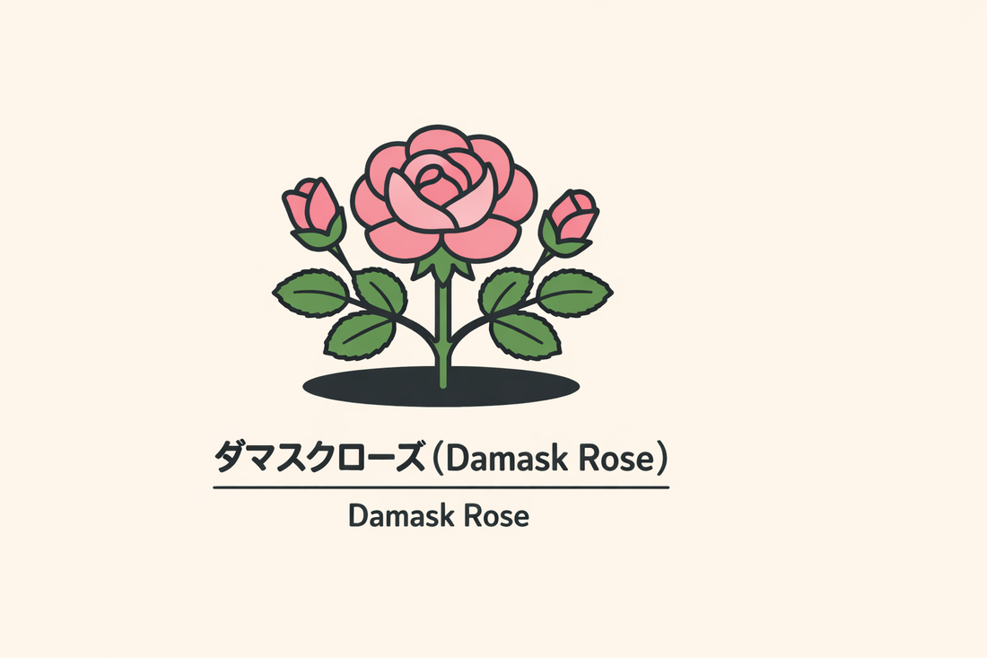 【ダマスクローズ】の花言葉は「輝く肌色・張りのある美貌」｜意味と由来