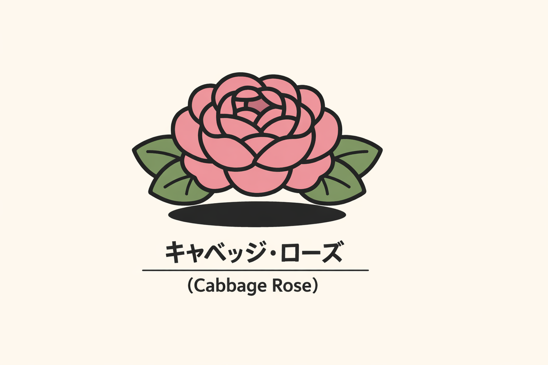 【キャベッジ・ローズ】の花言葉は「愛の使者」｜由来と文献の記録