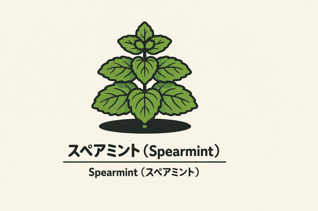 【スペアミント】の花言葉は「温かな感情」｜意味と文献上の由来