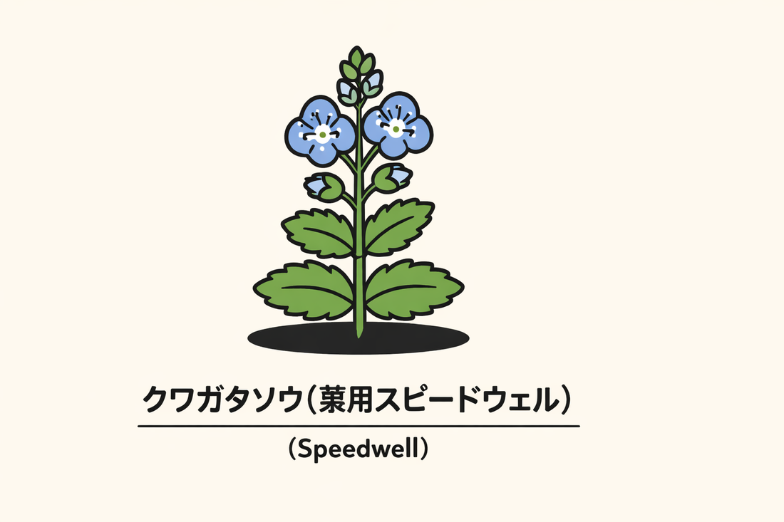【クワガタソウ】の花言葉は「女性の貞節」｜Speedwellの象徴