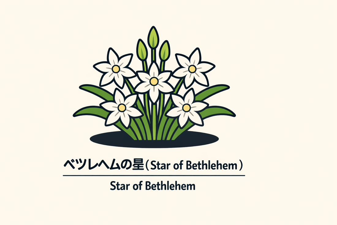 【ベツレヘムの星】の花言葉は「純潔」｜文献に残る象徴の意味