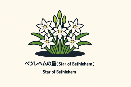 【ベツレヘムの星】の花言葉は「純潔」｜文献に残る象徴の意味