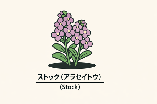 【ストック】の花言葉は「変わらぬ美」｜1884年の記録から読む