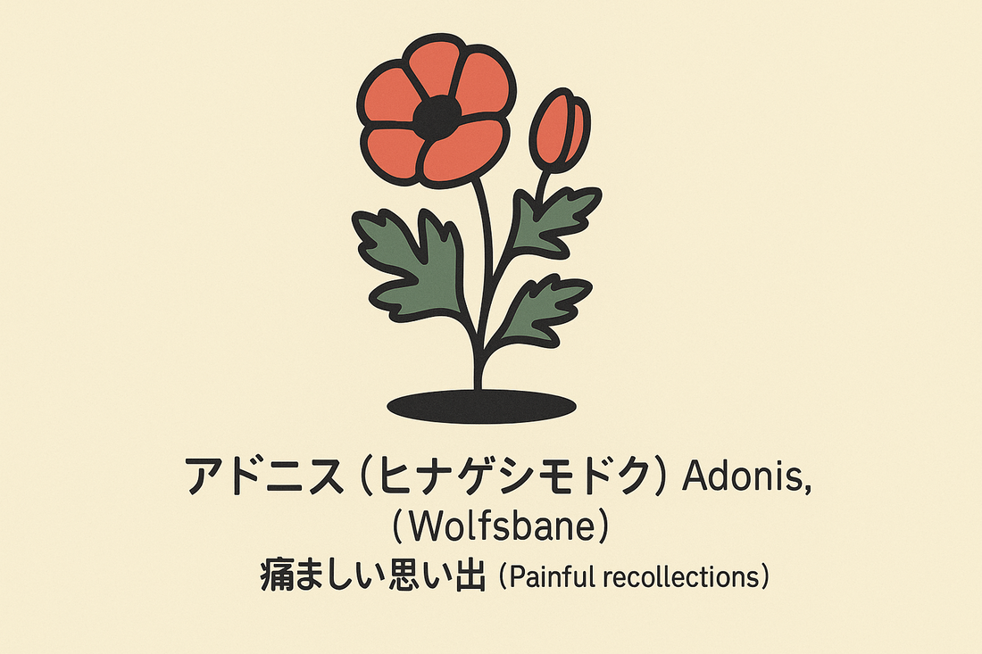 【アドニス】の花言葉は「痛ましい思い出」｜文献記録と意味の範囲