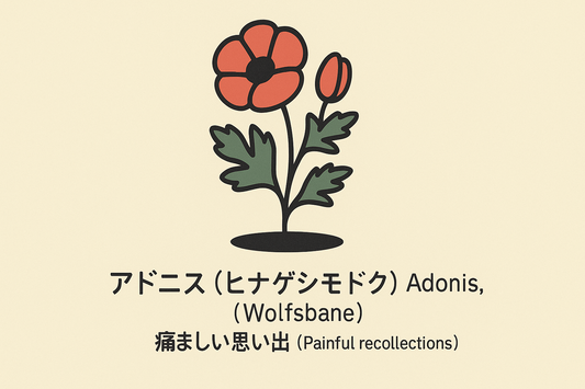 【アドニス】の花言葉は「痛ましい思い出」｜文献記録と意味の範囲