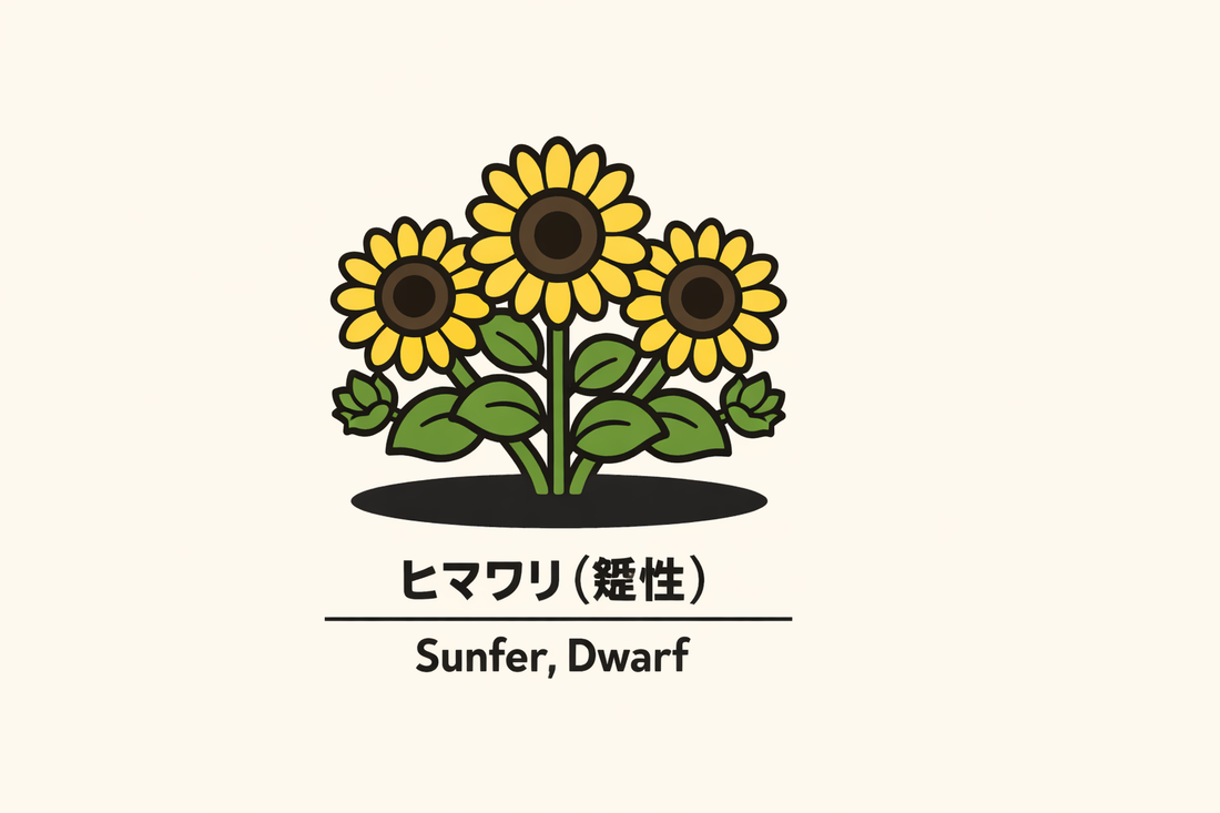 【ヒマワリ（矮性）】の花言葉は「崇拝」｜1884年の記録と意味