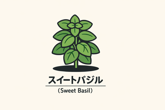 【スイートバジル】の花言葉は「祝福」｜よい願いの象徴と意味